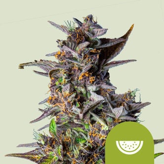 Watermelon Automatic (Royal Queen Seeds) feminized
