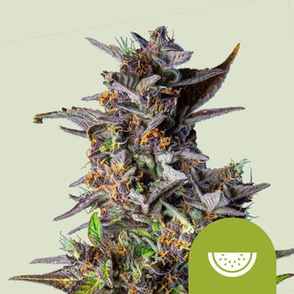 Watermelon Automatic (Royal Queen Seeds) feminisiert