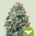 Sherbet Queen Automatic (Royal Queen Seeds) feminisiert