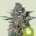 Do-Si-Dos Automatic (Royal Queen Seeds) feminisiert