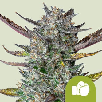 Purple Punch Automatic (Royal Queen Seeds) feminisiert
