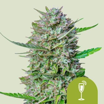 Mimosa Automatic (Royal Queen Seeds) feminized