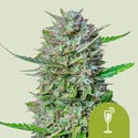 Mimosa Automatic (Royal Queen Seeds) feminisiert