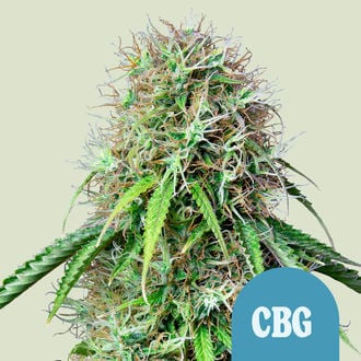 Royal CBG Automatic (Royal Queen Seeds) feminized