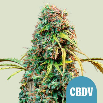 Royal CBDV Automatic (Royal Queen Seeds) feminized