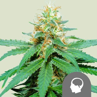 Amnesia Haze (Royal Queen Seeds) regulär