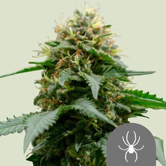 White Widow (Royal Queen Seeds) regulär