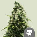 Skunk XL (Royal Queen Seeds) regulär