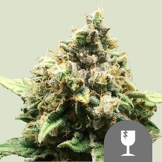 Critical (Royal Queen Seeds) regular