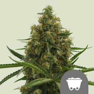 Shining Silver Haze (Royal Queen Seeds) regular