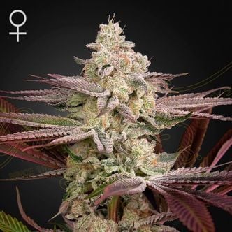 Chemical Bride (Greenhouse Seeds) feminisiert