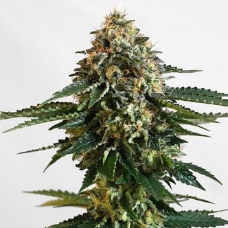 THCV (Kannabia) feminized