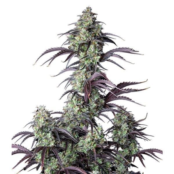 Mimosa Cake Feminisiert (Linda Seeds)