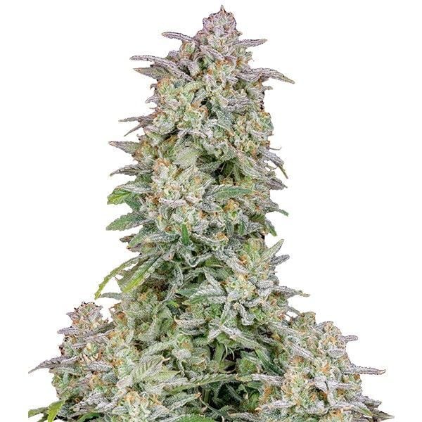Forbidden Runtz Auto (FastBuds) feminisiert