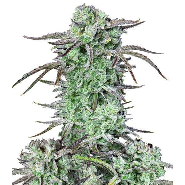 Strawberry Banana Feminisiert (Seeds66)