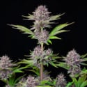 Purple Punch Auto (FastBuds) feminized