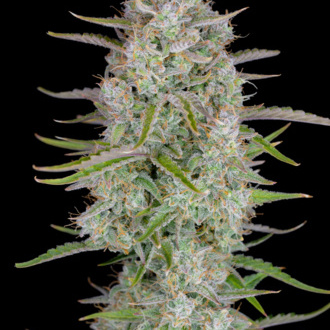 Wedding Glue Auto (FastBuds) feminized
