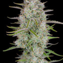 Wedding Glue Auto (FastBuds) feminized