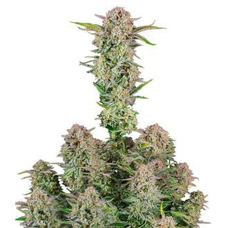 Bruce Banner Auto (FastBuds) feminisiert