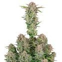 Bruce Banner Auto (FastBuds) feminisiert