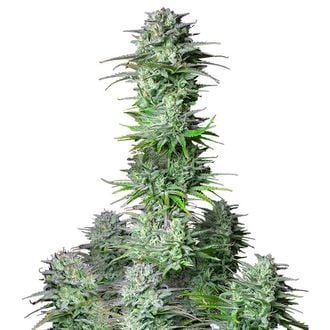 Kosher Cake Auto (FastBuds) feminisiert