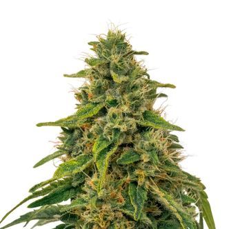 Fenomed FM-1 CBD (Fenocan) feminized