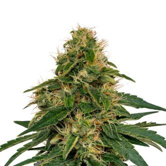 Fenomax FX-1 CBD (Fenocan) feminized