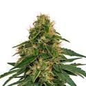 Fenomax FX-1 CBD (Fenocan) feminized