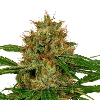 Fenoswiss FS-1 CBD (Fenocan) feminized