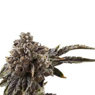 Chocolate Sherbet (Growers Choice) feminized