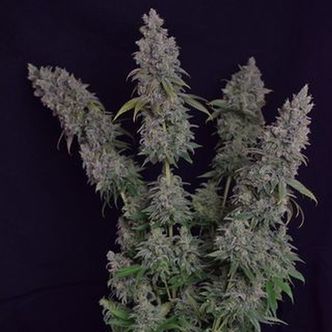 Octane Fire (Growers Choice) feminisiert