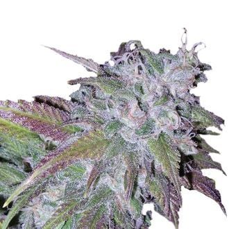 Silvergrape Sherbet (Growers Choice) feminized