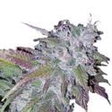 Silvergrape Sherbet (Growers Choice) feminisiert