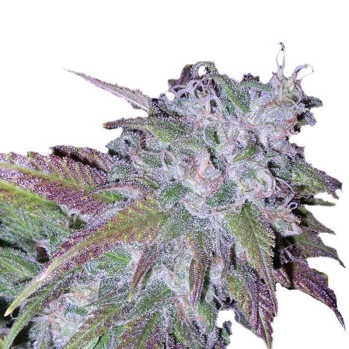 Gelato Feminisiert (Ape Origin)