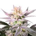 Watermelon Weddingcake (Growers Choice) feminisiert