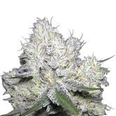 Weddingcake x Frosty Gelato (Growers Choice) feminized