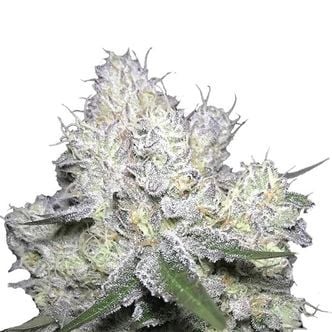 Weddingcake x Frosty Gelato (Growers Choice) feminized