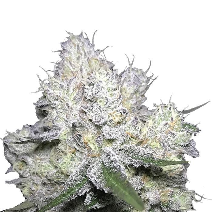 SSOG Feminisiert (Frosty Farms)