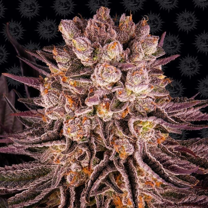 Mimosa x Orange Punch Barney