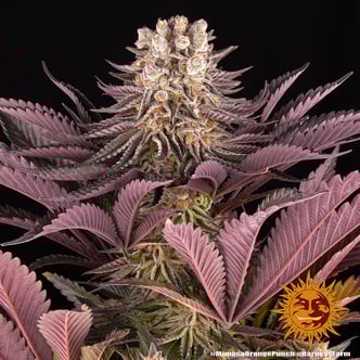 Mimosa x Orange Punch (Barney's Farm) feminized