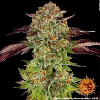 Biscotti Mintz (Barney's Farm) feminisiert