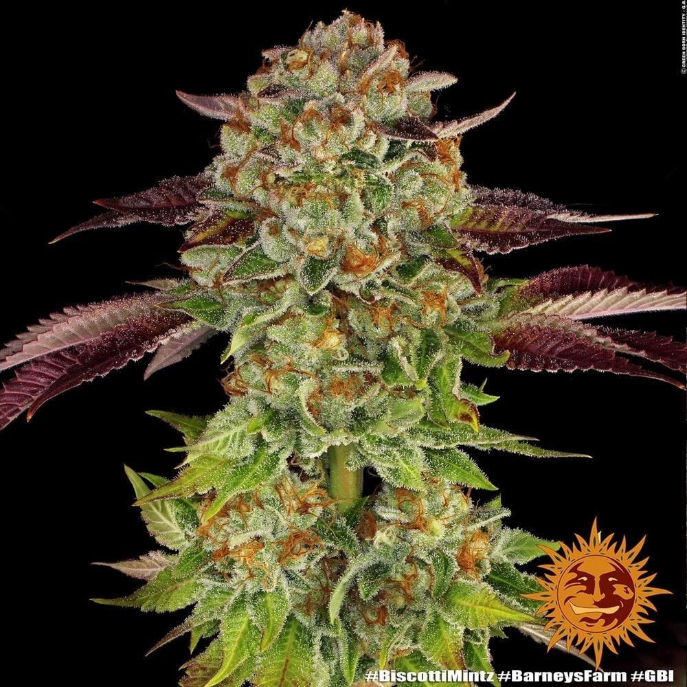 Biscotti Mintz (Barney's Farm) feminisiert