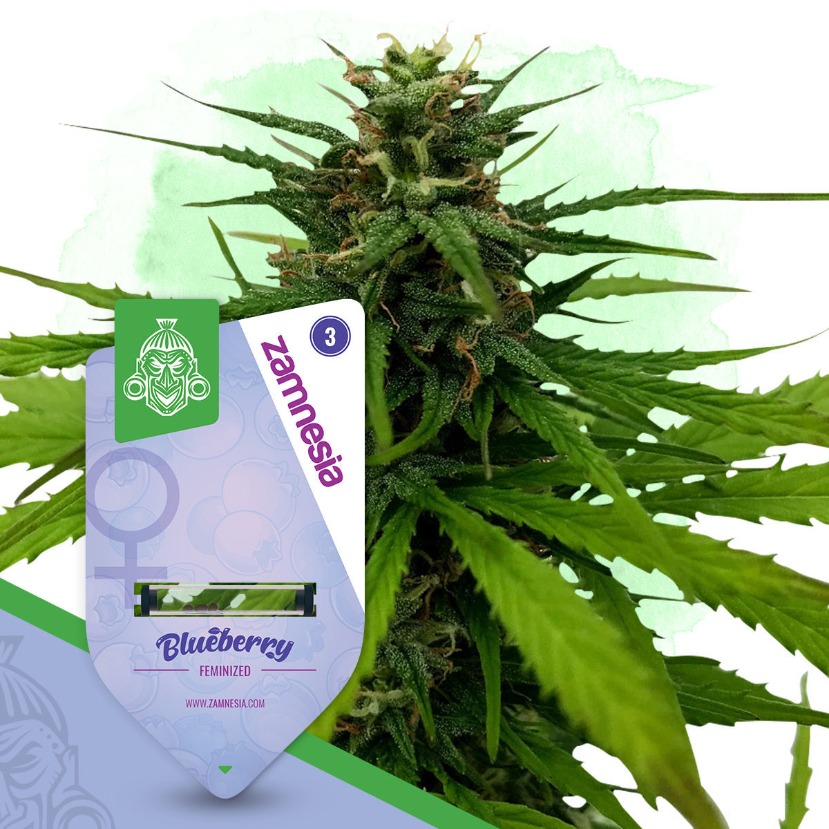 Blueberry Feminisiert (Seeds66)