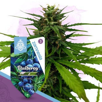 Blueberry (Zamnesia Seeds) feminized