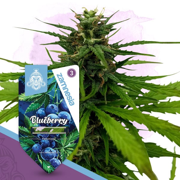 Blueberry (Zamnesia Seeds) feminized