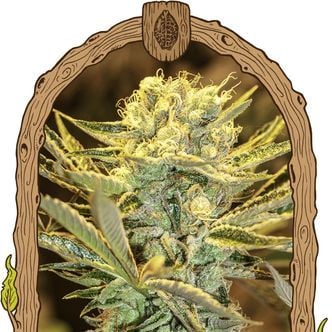 Hippieberry (Exotic Seed) feminized