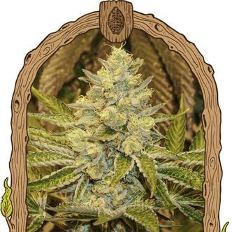 Exotic Animal (Exotic Seed) feminized