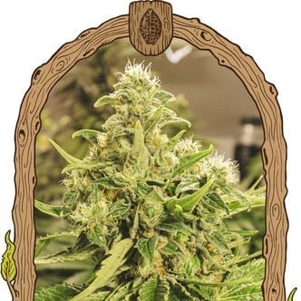 Exotic Pure CBG (Exotic Seed) feminisiert