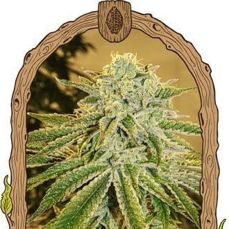 White Banana Auto (Exotic Seed) Feminized