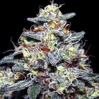 Hyper Glue (Anesia Seeds) feminisiert